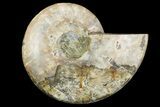 Cut & Polished Ammonite Fossil (Half) - Madagascar #157964-1